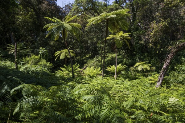 Giant fern, Domaine du Rayol, botanical garden, Rayol, Var, French Riviera, Provence-Alpes-Cote
