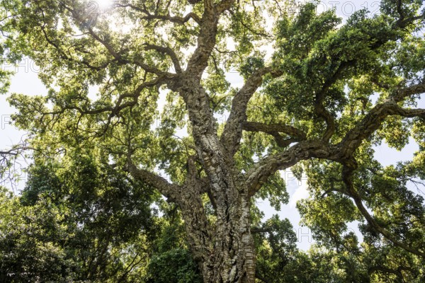 Cork oak, Domaine du Rayol, Botanical Garden, Rayol, Var, French Riviera, Provence-Alpes-Cote