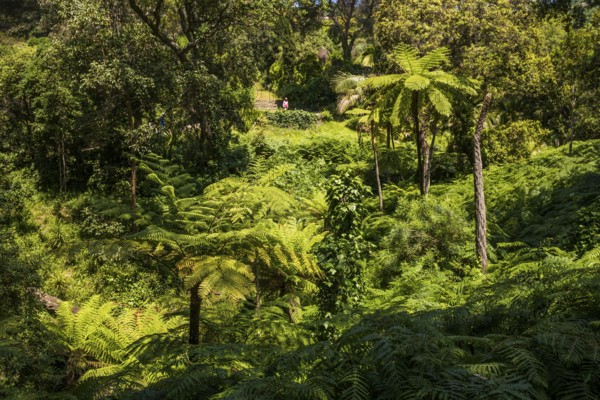 Giant fern, Domaine du Rayol, botanical garden, Rayol, Var, French Riviera, Provence-Alpes-Cote