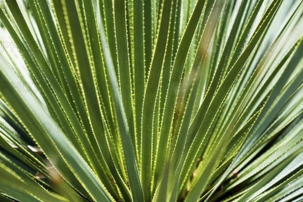 Aloe vera, Domaine du Rayol, Botanical Garden, Rayol, Var, French Riviera, Provence-Alpes-Cote