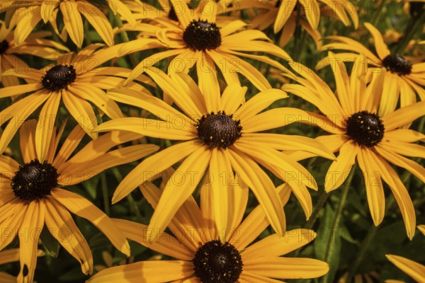 Flowering Rudbeckia or Yellow coneflower (Rudbeckia fulgida) in Ystad, Skåne county, Sweden,