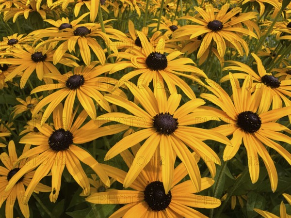 Flowering Rudbeckia or Yellow coneflower (Rudbeckia fulgida) in Ystad, Skåne county, Sweden,