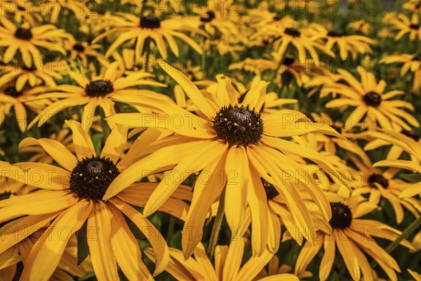 Flowering Rudbeckia or Yellow coneflower (Rudbeckia fulgida) in Ystad, Skåne county, Sweden,
