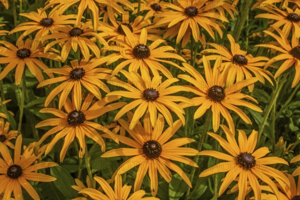 Flowering Rudbeckia or Yellow coneflower (Rudbeckia fulgida) in Ystad, Skåne county, Sweden,