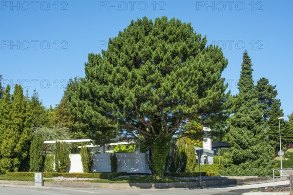 Pine trees in front of Spanish inspired house iand at blue sky n Ystad, Skåne County, Sweden,
