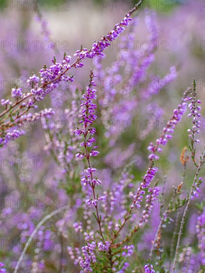 Flowering heather (Calluna vulgaris), heather, Heiliger Hain nature reserve, Wahrenholz, Lüneburg