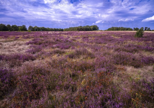 Heath landscape, flowering heather (Calluna vulgaris), Heiliger Hain nature reserve, Wahrenholz,