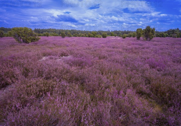 Heath landscape, flowering heather (Calluna vulgaris), cloudy blue sky, Heiliger Hain nature