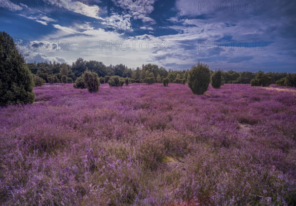 Heath landscape, flowering heather (Calluna vulgaris), cloudy blue sky, Heiliger Hain nature