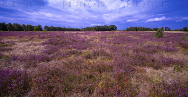 Heath landscape, flowering heather (Calluna vulgaris), cloudy blue sky, Heiliger Hain nature