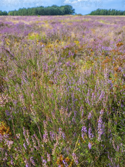 Heath landscape, flowering heather (Calluna vulgaris), heather, Heiliger Hain nature reserve,
