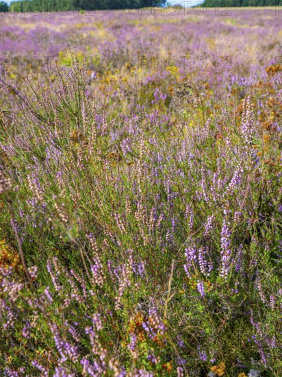 Heath landscape, flowering heather (Calluna vulgaris), heather, Heiliger Hain nature reserve,