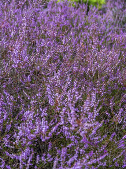 Flowering heather (Calluna vulgaris), heather, Heiliger Hain nature reserve, Wahrenholz, Lüneburg
