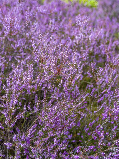 Flowering heather (Calluna vulgaris), heather, Heiliger Hain nature reserve, Wahrenholz, Lüneburg