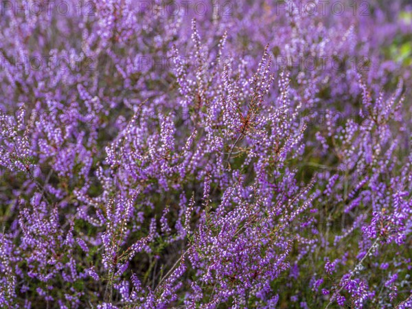 Flowering heather (Calluna vulgaris), heather, Heiliger Hain nature reserve, Wahrenholz, Lüneburg