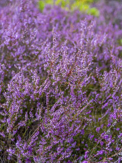 Flowering heather (Calluna vulgaris), heather, Heiliger Hain nature reserve, Wahrenholz, Lüneburg