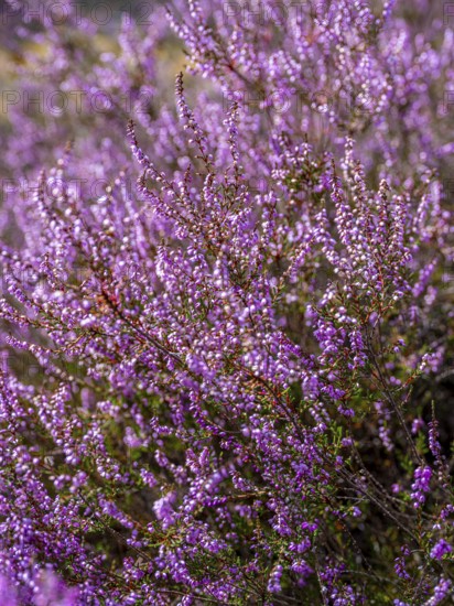 Flowering heather (Calluna vulgaris), heather, Heiliger Hain nature reserve, Wahrenholz, Lüneburg