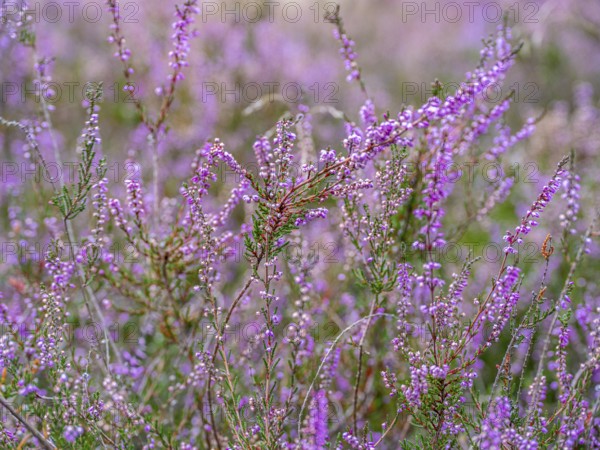 Flowering heather (Calluna vulgaris), heather, Heiliger Hain nature reserve, Wahrenholz, Lüneburg