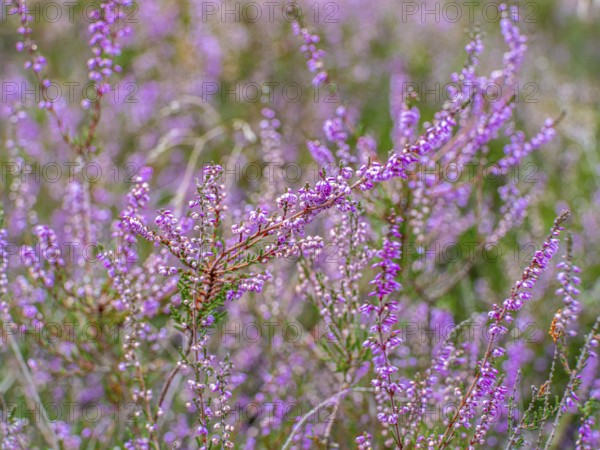 Flowering heather (Calluna vulgaris), heather, Heiliger Hain nature reserve, Wahrenholz, Lüneburg