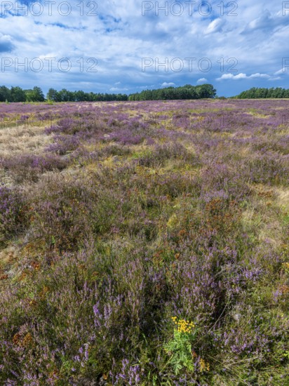 Heath landscape, flowering heather (Calluna vulgaris), heather, blue cloudy sky, Heiliger Hain
