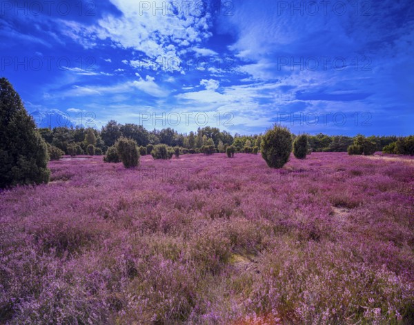 Heath landscape, flowering heather (Calluna vulgaris), cloudy blue sky, Heiliger Hain nature
