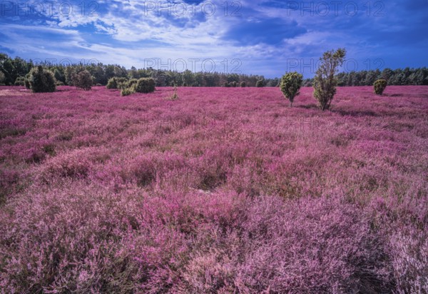 Heath landscape, flowering heather (Calluna vulgaris), cloudy blue sky, Heiliger Hain nature