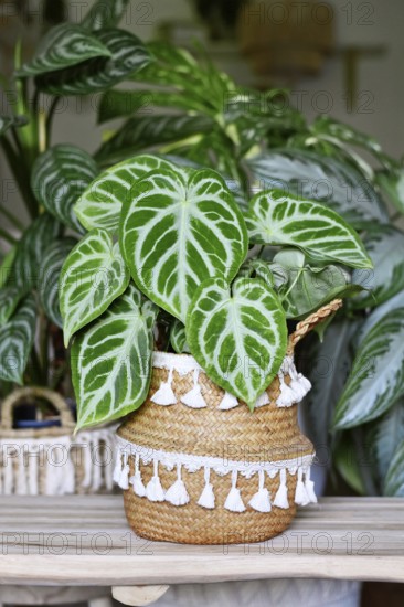 Beautiful potted exotic 'Silver Blush Anthurium Crystallinum' houseplant with beautiful lace