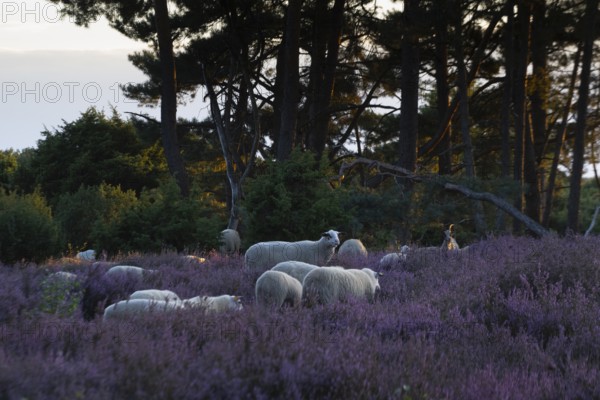 Bentheimer Landschafe (Ovis gmelini) and goats (Capra aegagrus f. hircus), Emsland, Lower Saxony,