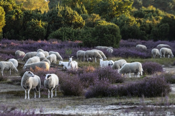 Bentheimer Landschafe (Ovis gmelini) and goats (Capra aegagrus f. hircus), Emsland, Lower Saxony,