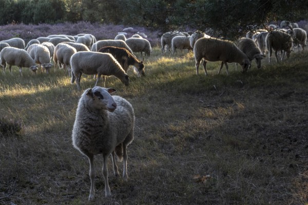 Bentheimer Landschafe (Ovis gmelini) and goats (Capra aegagrus f. hircus), Emsland, Lower Saxony,
