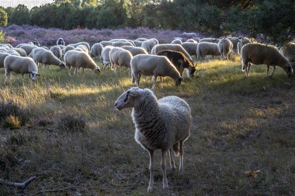 Bentheimer Landschafe (Ovis gmelini) and goats (Capra aegagrus f. hircus), Emsland, Lower Saxony,