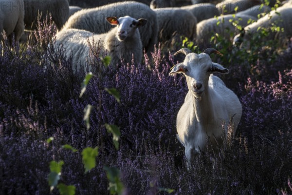 Bentheimer Landschafe (Ovis gmelini) and goats (Capra aegagrus f. hircus), Emsland, Lower Saxony,