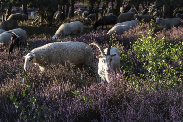 Bentheimer Landschafe (Ovis gmelini) and goats (Capra aegagrus f. hircus), Emsland, Lower Saxony,