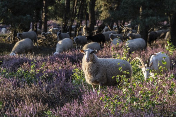 Bentheimer Landschafe (Ovis gmelini) and goats (Capra aegagrus f. hircus), Emsland, Lower Saxony,