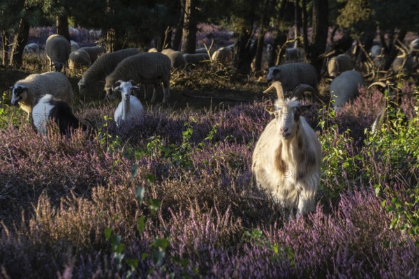 Bentheimer Landschafe (Ovis gmelini) and goats (Capra aegagrus f. hircus), Emsland, Lower Saxony,