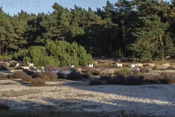 Bentheimer Landschafe (Ovis gmelini) and goats (Capra aegagrus f. hircus), Emsland, Lower Saxony,
