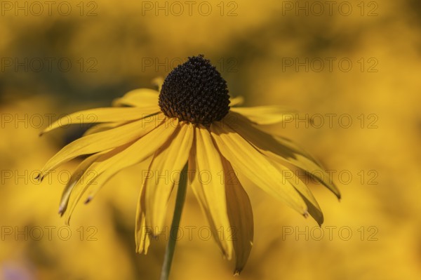 Coneflower (Rudbeckia fulgida), Lower Saxony, Germany