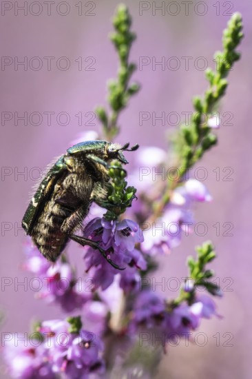 Rose chafer (Cetonia aurata) on heather (Calluna vulgaris), Emsland, Lower Saxony, Germany