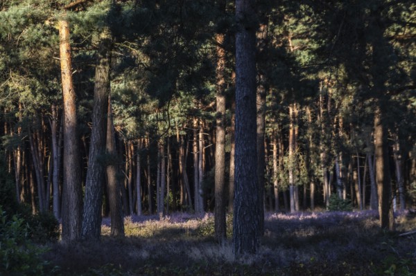 Heather (Calluna vulgaris) in a pine forest (Pinus sylvestris), Emsland, Lower Saxony, Germany