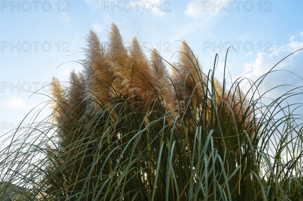 Pampas grass (Cortaderia selloana)