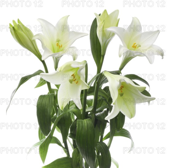 Lily, Easter lily, Bermuda lily (Lilium longiflorum) against a white background