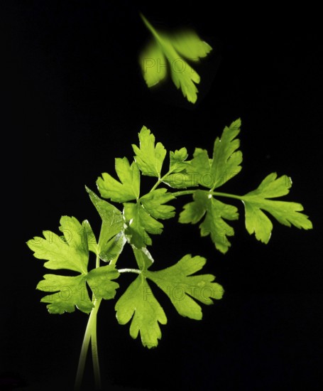 Parsley (Petroselinum crispum) against a black background