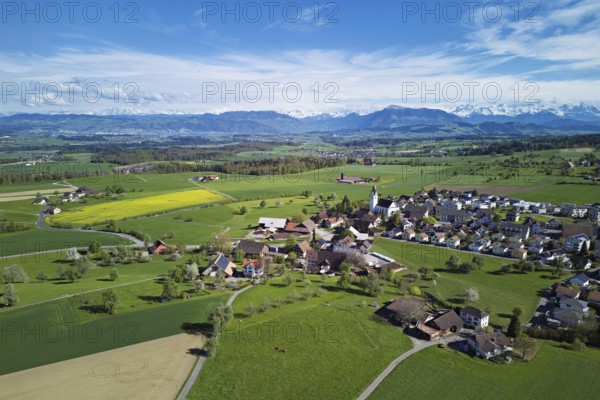 Village view with field of flowering rape, behind the Rigi and the snow-covered Alps, Beinwil,