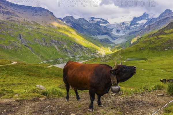 Red-brown cow on an alpine pasture above Grimentz, with the Moiry glacier in the background, Val