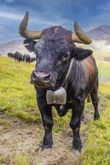 Black cow with large cowbell, on an alpine pasture above Grimentz, Val d'Anniviers, Valais Alps,