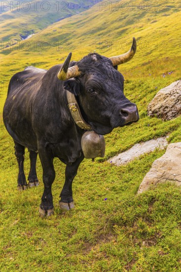 Black cow with large cowbell, on an alpine pasture above Grimentz, Val d'Anniviers, Valais Alps,