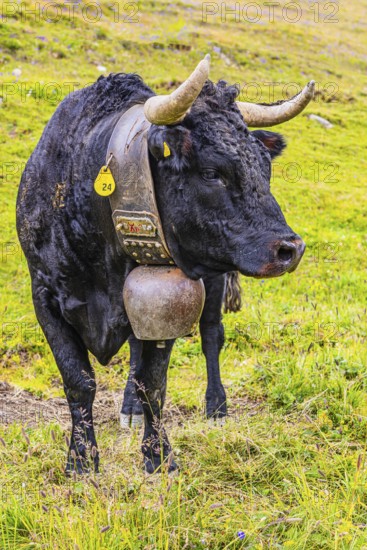 Black cow with large cowbell, on an alpine pasture above Grimentz, Val d'Anniviers, Valais Alps,