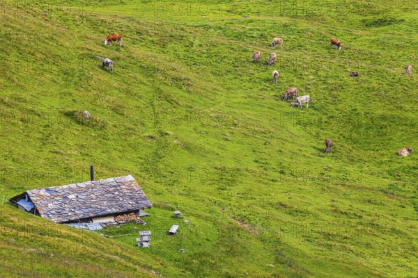 Alpine hut in a green alpine meadow with grazing cows, above Grimentz, Val d'Anniviers, Valais