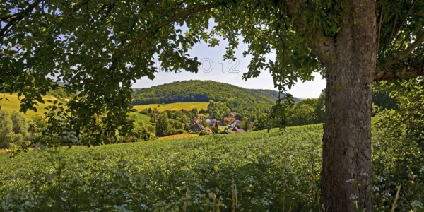 Landscape in the Weserbergland, Bodenwerder, Münchhausenstadt, Lower Saxony, Germany