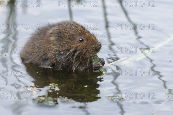 Water vole (Arvicola amphibius) adult animal eating a reed leaf in a pond in the summer, England,